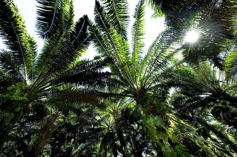 未来增长的扩张路径与资产策略