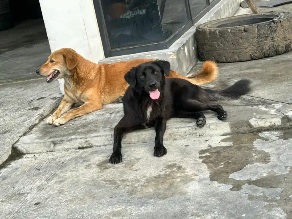 捐款帮助流浪狗