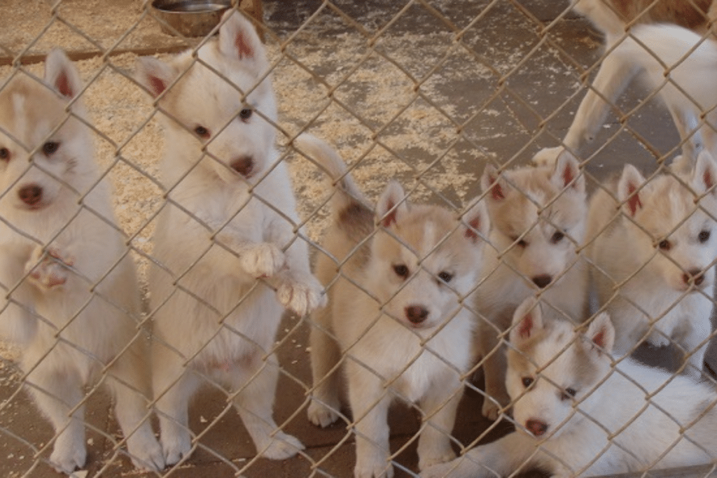 如何帮助流浪狗