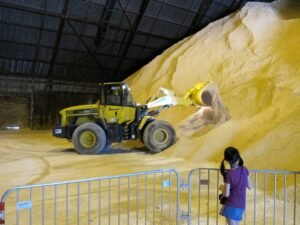 一座糖厂仓库内部，一辆黄色小松装载机正在移动大量原糖堆，一名女孩站在金属护栏后观看